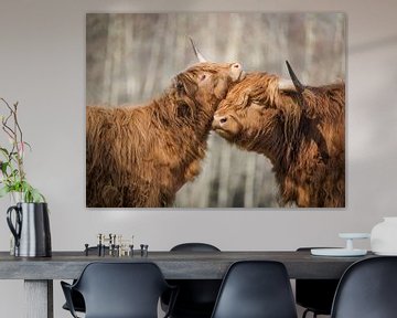 Scottish Highlanders, early spring happiness by Annie Jakobs