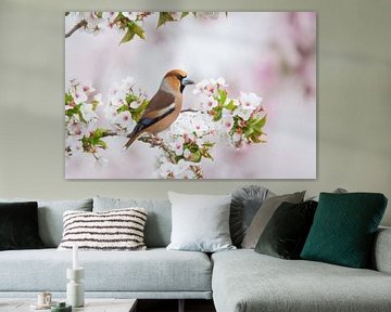 Apfelfink in der Blüte von Ina Hendriks-Schaafsma