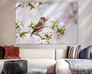 apple finch in the blossom