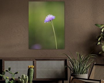 Pincushion flower by Patrick Verheij