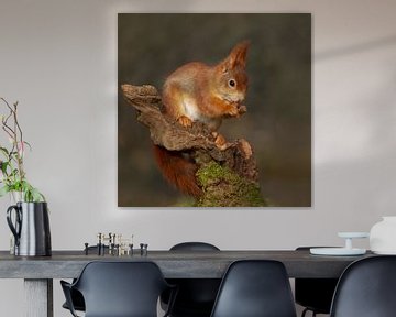 Eichhörnchen isst eine Nuss von Ina Hendriks-Schaafsma