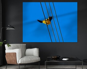 Yellow Oriole by rene marcel originals