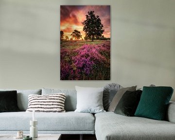 Bruyère fleurie sur la Veluwe sur Rob Sprenger