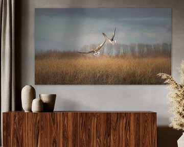 Wegvliegende eenden in een herfst landschap in de Oostvaardersplassen van Jan Hermsen