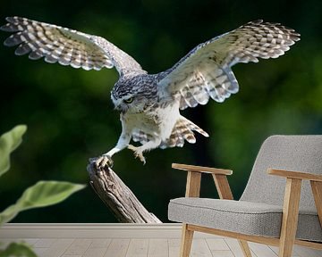 Landing of a Burrowing Owl by Anton Osinga