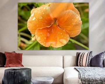 Oranjebloem van Eddy Horsting