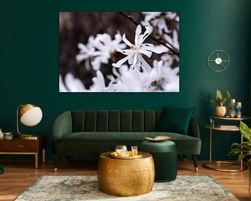 Witte Magnolia vol in de bloei van Jaimy Leemburg Fotografie