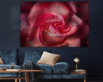 oranje-roze roos bloem met donker vignet, gebloemde achtergrond van SusaZoom