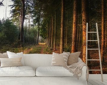 Forest path trees heather by wsetten