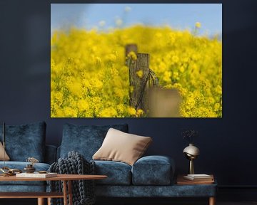 Yellow rapeseed in the spring by Patrick Brinksma