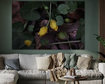 gelbe, kriechende Blüten.