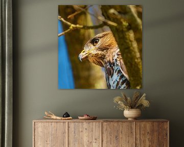 Detailed head of a buzzard in a tree, blue sky. Head and breast in focus. by Gea Veenstra