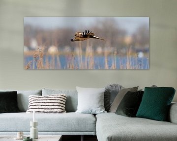 A panorama of the Kestrel. The bird flies with spread wings above a reed belt on the water's edge.