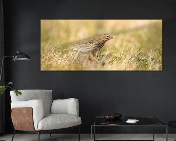 Detailed photo of a meadow pipit in panorama size. The bird is in matching green and yellow colors o