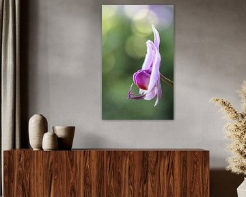 Roze orchidee van Studio Zwartlicht