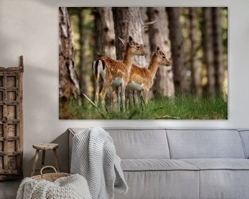 Young fallow deer in the woods by Monique van Genderen (in2pictures.nl fotografie)