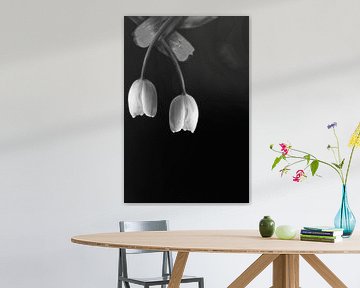 Paire de tulipes sur Foto Studio Labie