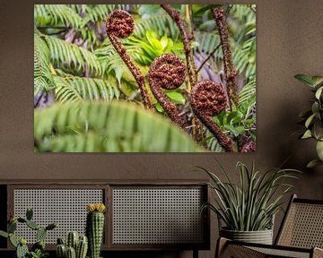 Ferns in Abel Tasman National Park, New Zealand by Christian Müringer