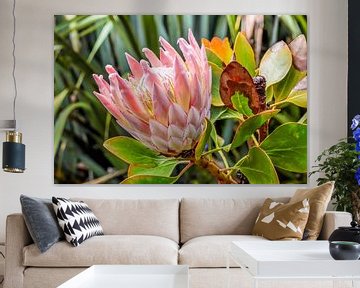 Koning Protea bloem (Protea cynaroides) bij Cape Foulwind, Nieuw-Zeeland van Christian Müringer