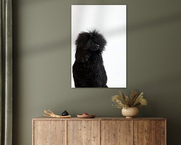 Caniche noir Zinzi sur Janine Bekker Photography