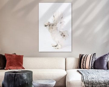 Poule en soie Rollo sur Janine Bekker Photography