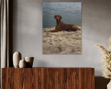 Dog on beach van Wilma Hage