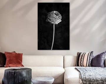 Ranunculus (black and white) by Remke Spijkers