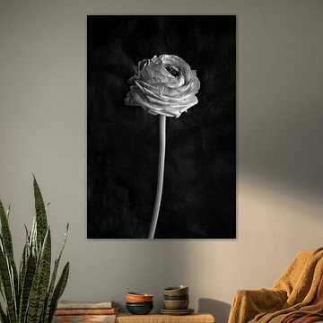 Renoncule (noir et blanc)