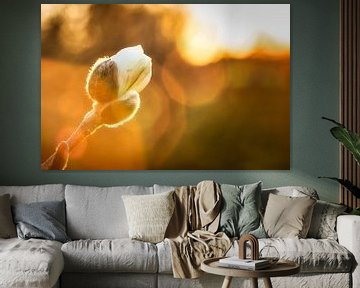 Magnolie in der Knospe während des Sonnenuntergangs von Jaimy Leemburg Fotografie