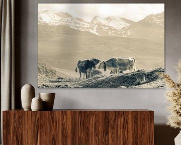Koeien op de bergweide in Zwitserland - Monochroom