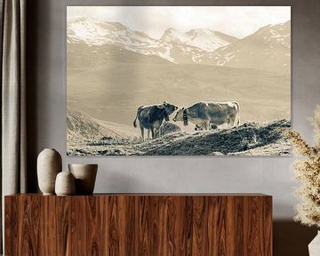 Cows on the mountain pasture in Switzerland - Monochrome by Werner Dieterich