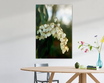 Weiße Frühlingsblumen im Park | Fine Art Flower Art von Karijn | Fine art Natuur en Reis Fotografie