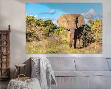 Elefantenbulle von Friedhelm Peters