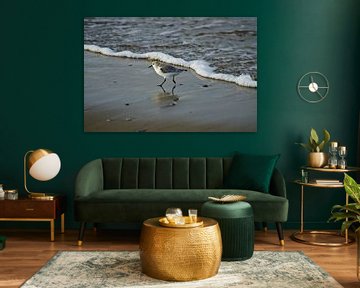 Sanderling by Ricardo Bouman Photography