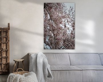 Prunus in bloei