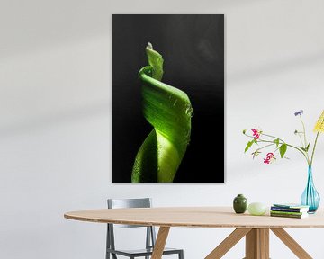 Groen van een tulp