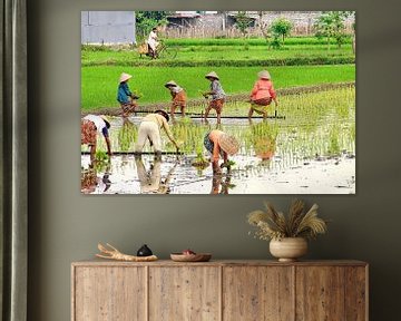 Rice plants on the Sawah by Eduard Lamping