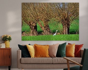 Great White Egret