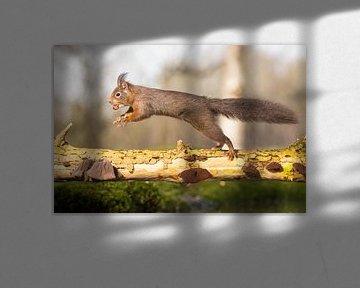 Eichhörnchen im Sprung -mit Bucheckern von Servan Ott