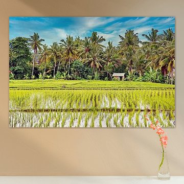 Cocotiers à l'arrière-plan de Sawahs