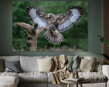 Buizerd zet de landing in van Michel Roesink