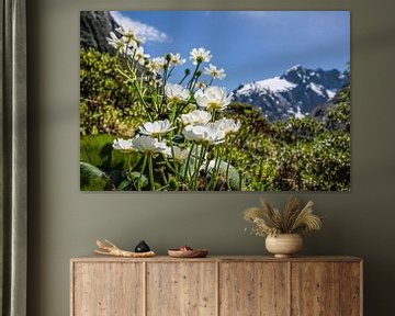 Mount Cook Lilies on the Milford Road, New Zealand by Christian Müringer