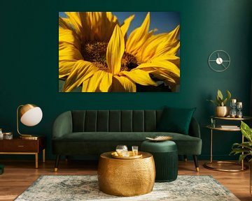 Full-screen Sunflower by Ellen Driesse