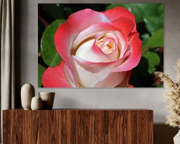 Rosenblüte von Norman Krauß