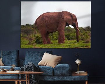 "Elefant posiert für ein Foto. von Capture the Moment 010