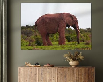 "Elephant poses for picture. by Capture the Moment 010