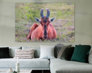 "Hartebeest in the grass. by Capture the Moment 010