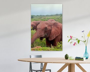 Lachende olifant van Capture the Moment 010