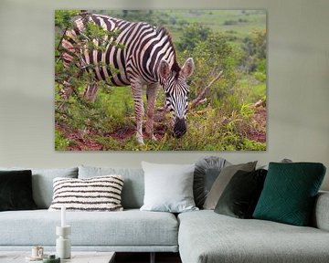 Verlegen zebra van Capture the Moment 010