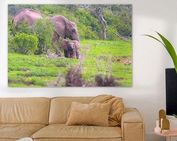 Jonge olifant ontdenkt slurf samen met moeder van Capture the Moment 010